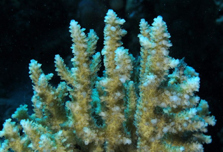 Great Barrier Reef Acropora found at 410 feet 
