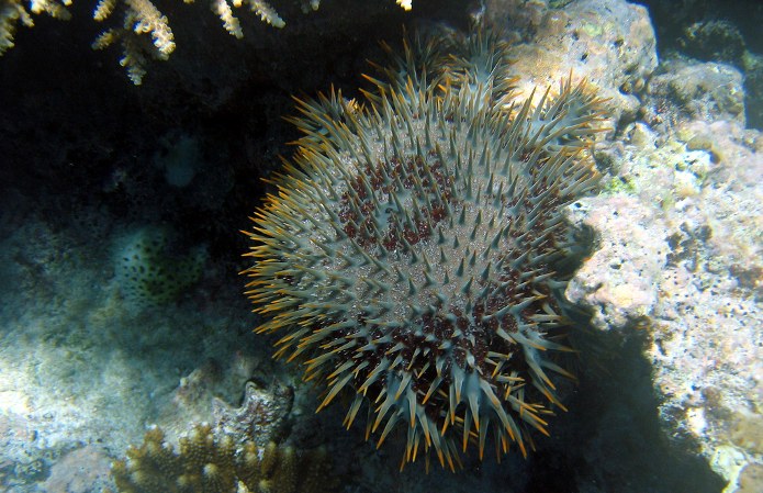 Great Barrier Reef poised for another outbreak of the dreaded crown-of-thorns starfish