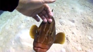 A playful encounter with a Nassau grouper