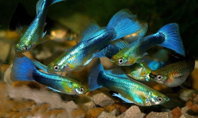 Guppies can  distinguish quantity – some better than others