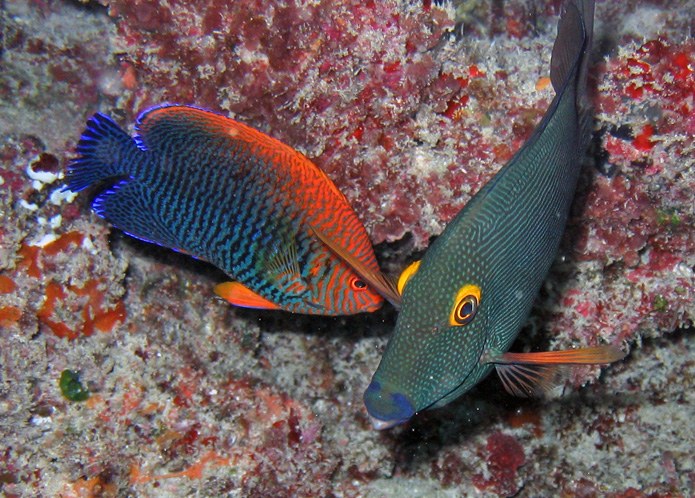Hawaii's Supreme Court suspends aquarium fish collection