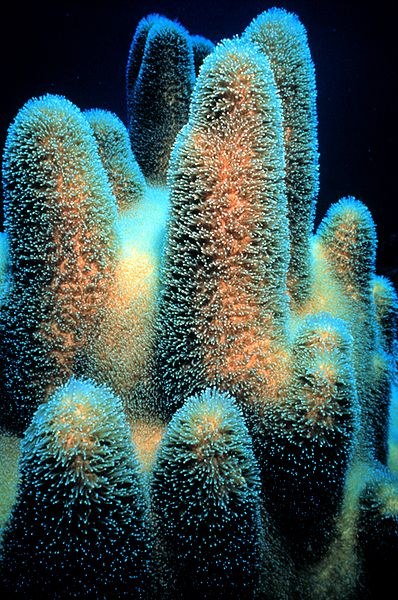 Heat-resistant corals provide clues to climate change survival