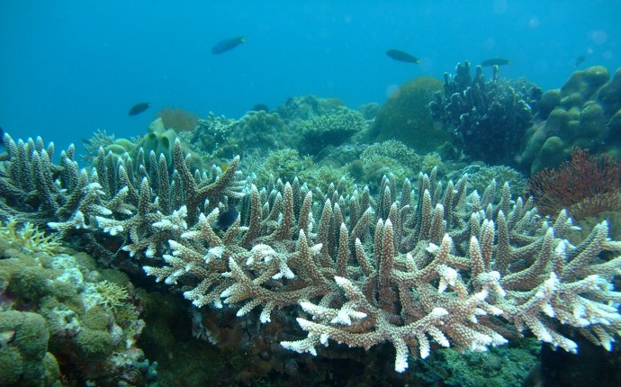 Heat stress may help certain corals survive climate change