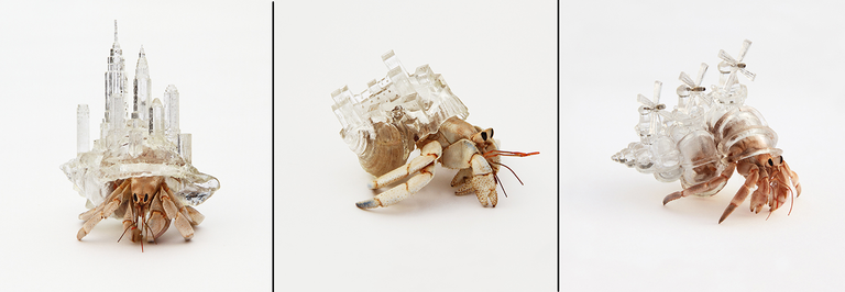 Hermit crabs in 3D printed cityscape shells 