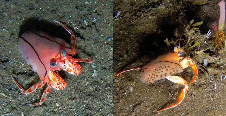 Hermit crabs that blanket themselves with anemones instead of shells