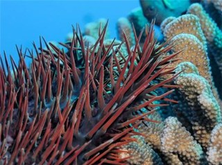 Household vinegar deadly to Crown of Thorns Starfish