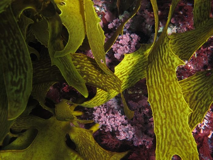 How coralline algae can still grow in acidified water
