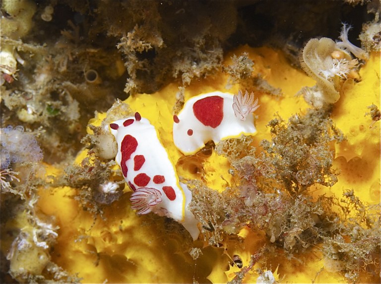 How do reef fish recognize toxic prey?