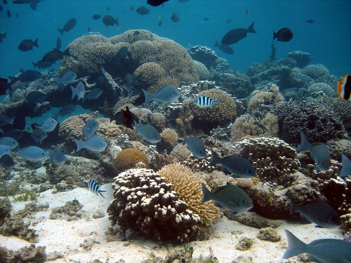 How sediment kills corals