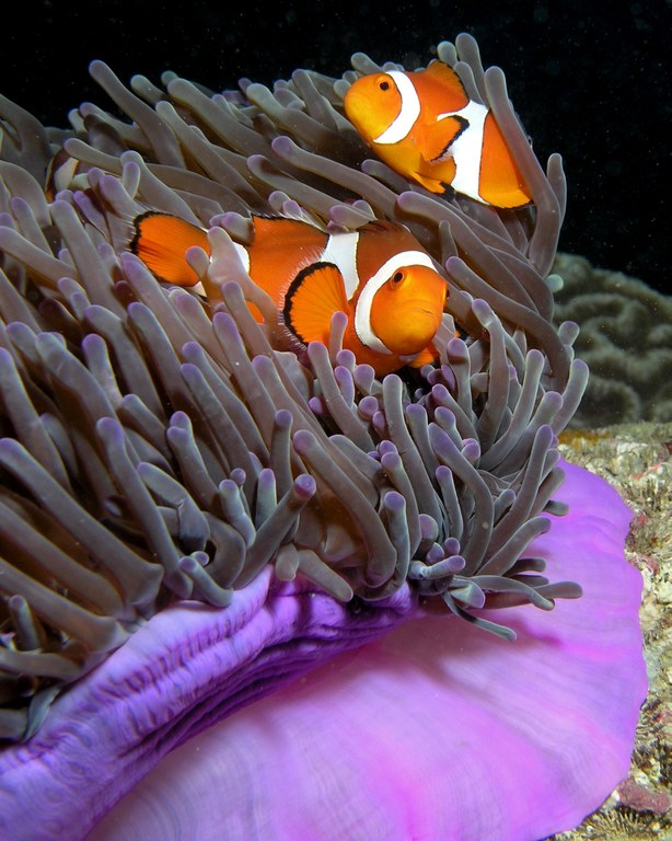In the wild, clownfish peaceably share anemones