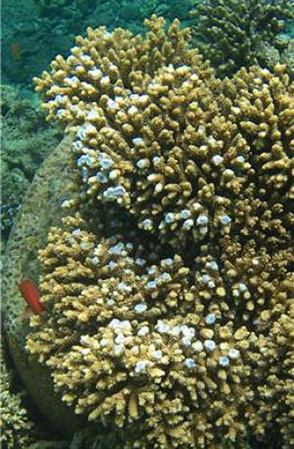 Increased Growth Responsible for Color Changes in Coral Reefs