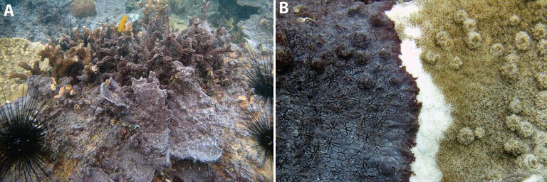 Indonesian reef invaded by coral-killing sponge