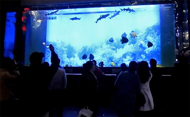 Investigators report on probable cause for giant Chinese shark tank failure