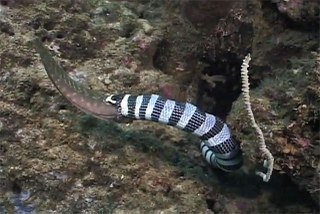 It's a snake eat eel world 