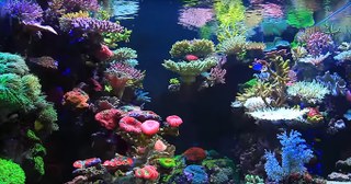Jaw-dropping Korean reef aquascape