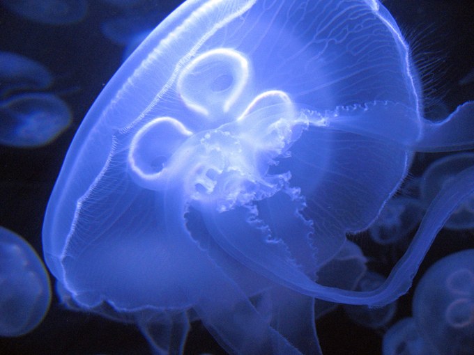 Jellyfish shut down 3 nuclear power-plants