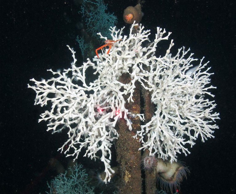 Joint mission discovers record depth for Lophelia coral on Gulf of Mexico energy platforms