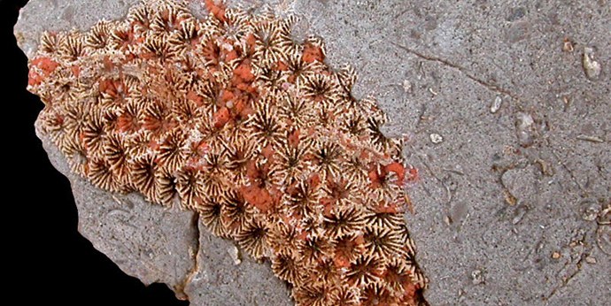 Jurassic corals ... in North America