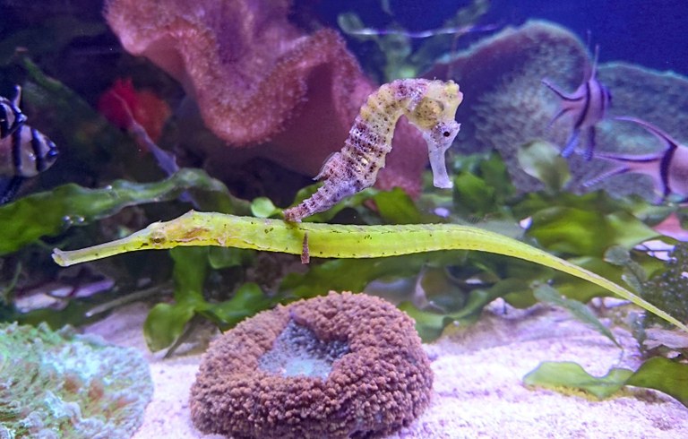 Just a seahorse riding a pipefish