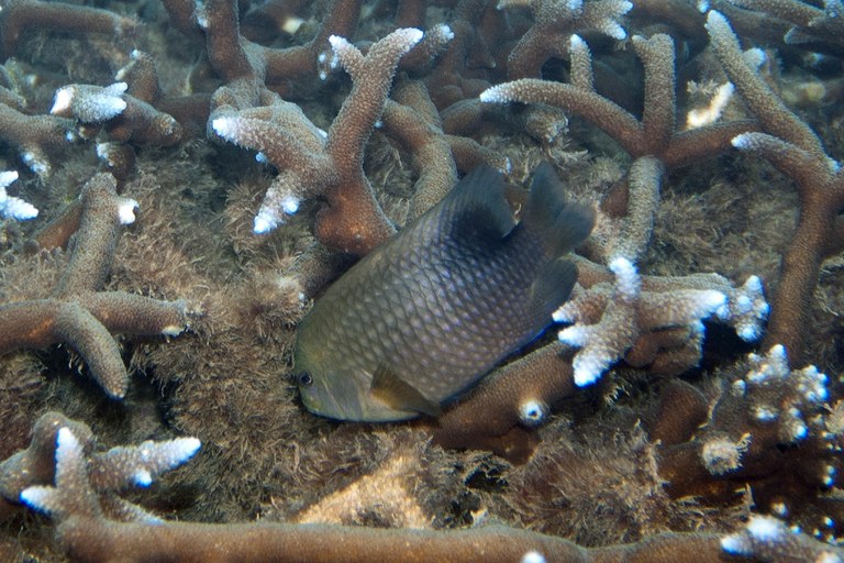Just great.  Damselfish are now found conspiring against corals too?