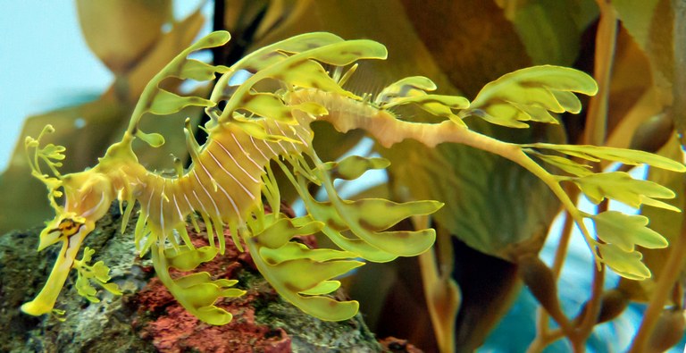 Leafy sea dragon breeding lab built at Birch Aquarium