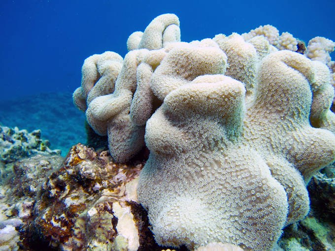 So you think hard corals are the closet relatives to soft corals?  Think again!