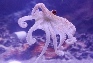Legoland Octopus Garden Exhibit Opening Friday After Initial Delay [Updated with Video]