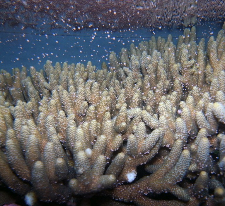 Light pollution can stop corals from spawning