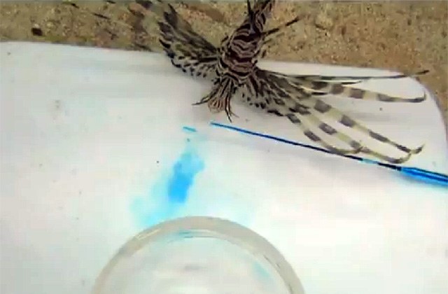 Lionfish blast prey with puffs of water