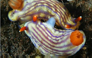 Living Color Showcases the Beauty of Nudibranchs  [Video]