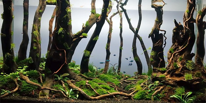 Lovely forest aquascape