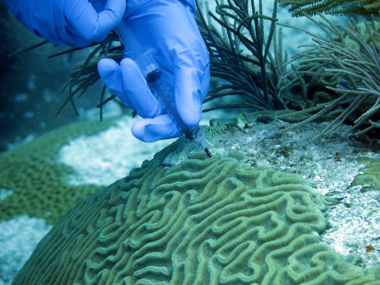 Lower pH found to slow bacterial coral disease