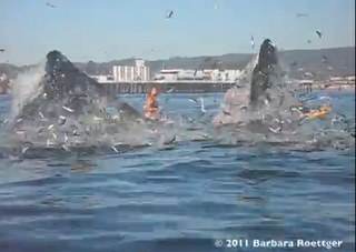 Lunge feeding humpbacks almost make a meal out of kayakers and surfer 