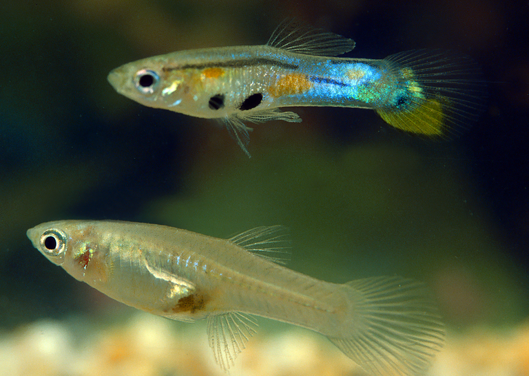 Male guppies have mostly one thing on their mind, and it costs them dearly