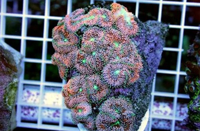 Man guilty of smuggling $1mil worth of illegal live coral