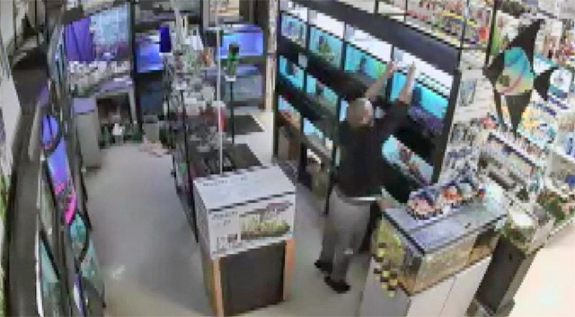 Man steals fishes from LFS ... by stuffing them down his pants