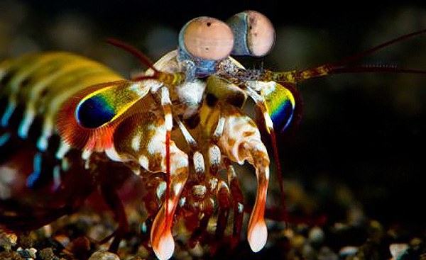 Mantis shrimp eyes could help us fight cancer