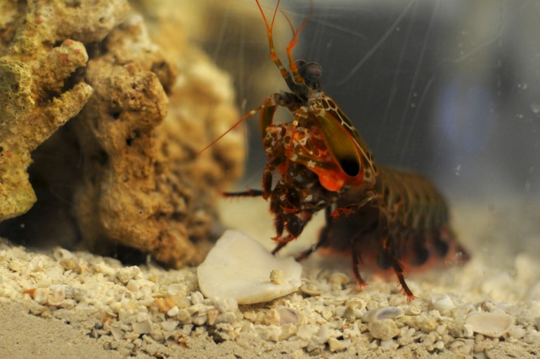 Mantis Shrimp Inspires New Body Armor and Football Helmet Design
