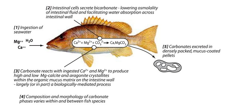 Marine Fish Poop -- A Major Calcium Carbonate Mud Source?