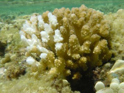 Marine Lab Team Seeks To Understand Coral Bleaching