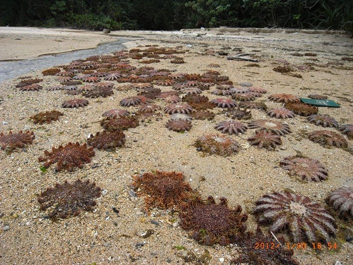 Mass stranding of crown-of-thorns starfish