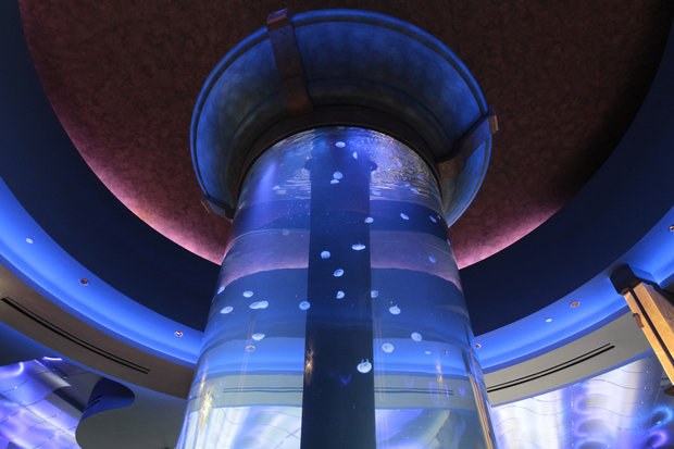 Massive 3000-gallon jellyfish aquarium to open
