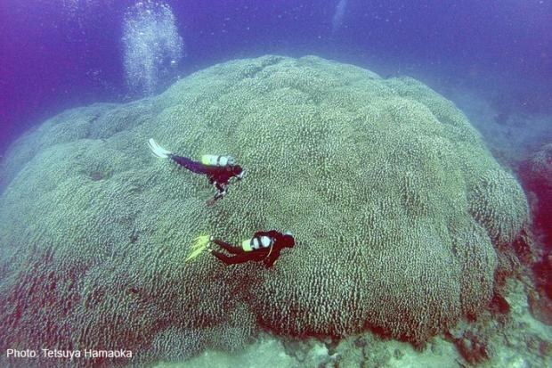 Massive single coral colony observed in Japan