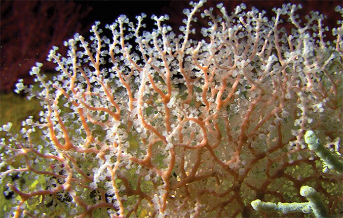  Melithaea davidi: A new deepwater sea fan 