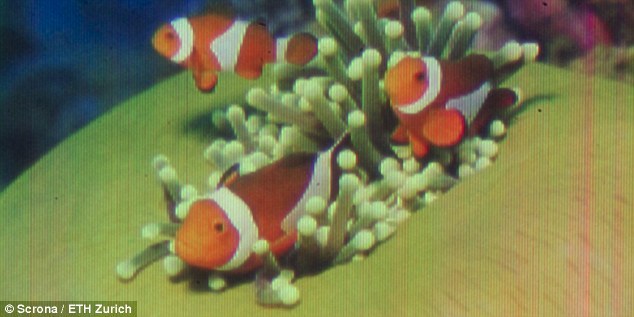 Microscopic clownfish!