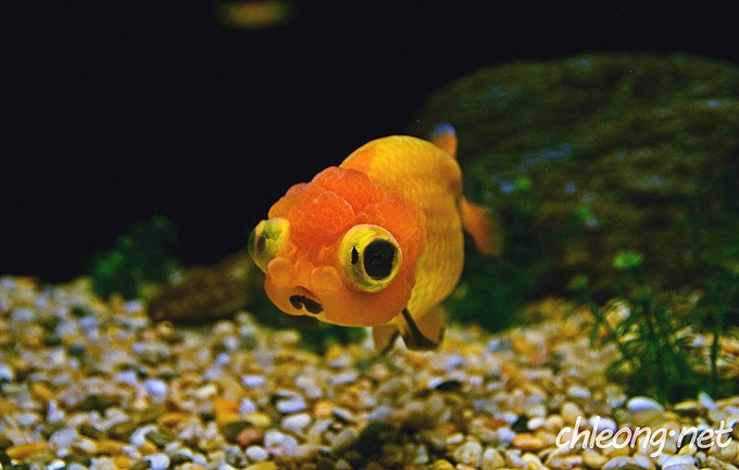 Might anti-anxiety medication help our fish?