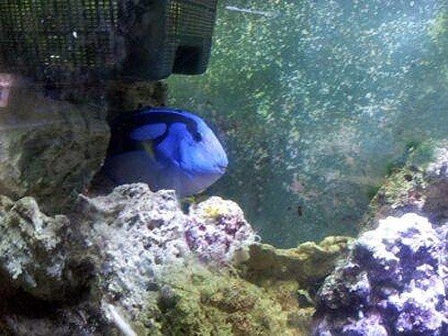 Miracle blue tang survives LFS robbers & vandals