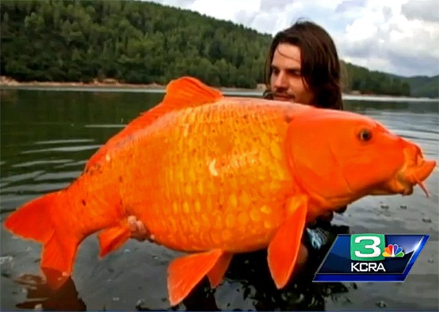 Monster goldfish roam Lake Tahoe