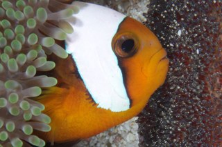 More Clownfish news: Acidification causes deafness in Clownfish larvae