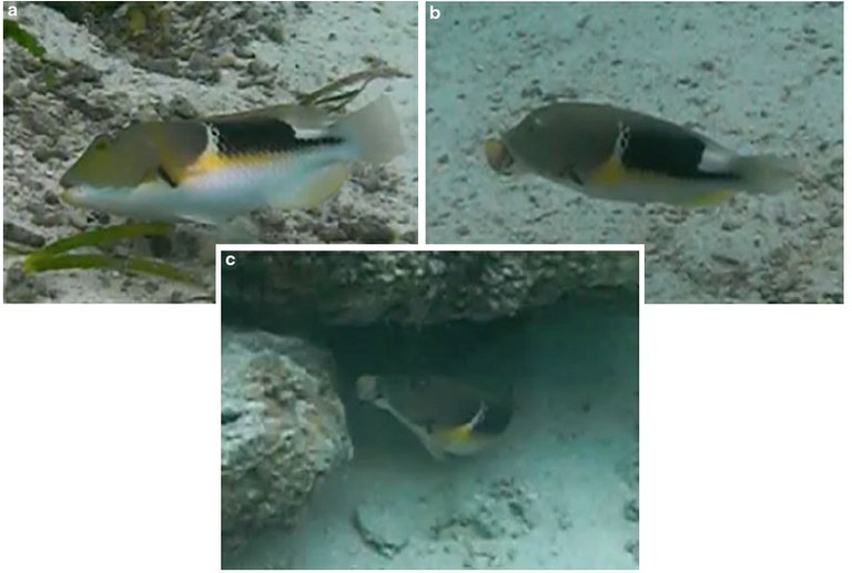 More tool use observed in marine fishes (including video)